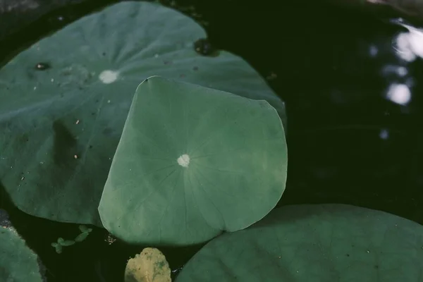 Belle Feuilles Tropicales Vert Lotus Fond Plante Texture — Photo