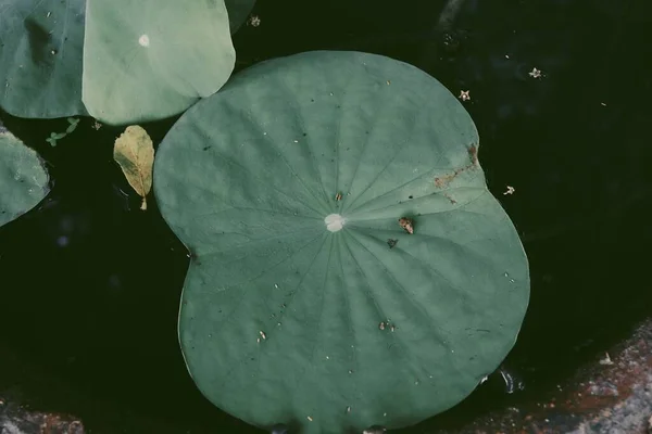 연두색의 아름다운 잎사귀 식물의 — 스톡 사진