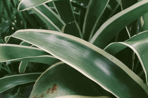 Красива Рослина Зеленого Тропічного Листя Фон Або Текстура — стокове фото