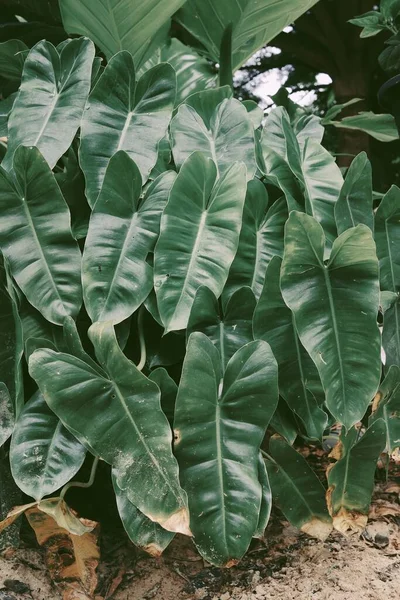 Hermosa Hojas Tropicales Verdes Fondo Planta Textura —  Fotos de Stock