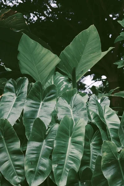 Hermosa Hojas Tropicales Verdes Fondo Planta Textura — Foto de Stock