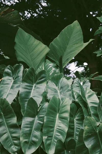 Hermosa Hojas Tropicales Verdes Fondo Planta Textura —  Fotos de Stock