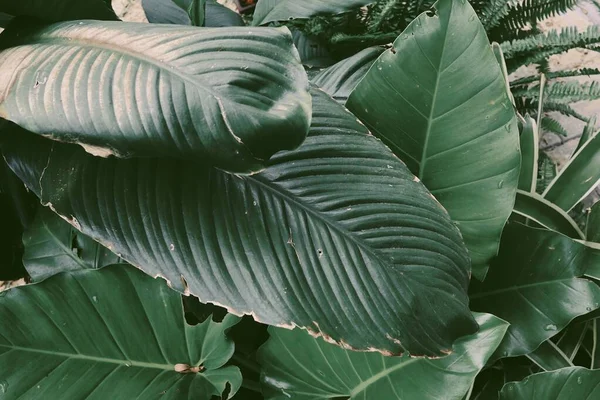 Gyönyörű Zöld Trópusi Levelek Növényi Háttér Vagy Textúra — Stock Fotó