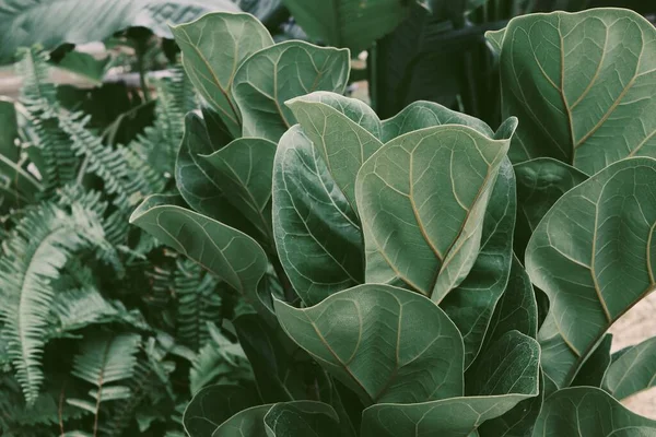 美丽的热带绿叶植物背景或质感 — 图库照片