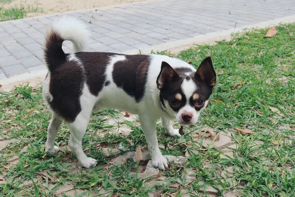 Χαριτωμένο Των Λευκών Chihuahua Σκυλί Κατοικίδιο Ζώο Στον Κήπο — Φωτογραφία Αρχείου