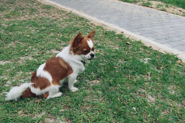 Cute Biały Pies Chihuahua Zwierzę Ogrodzie — Zdjęcie stockowe