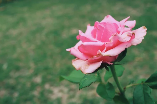 美丽的粉红玫瑰花朵绽放着热带的自然 — 图库照片