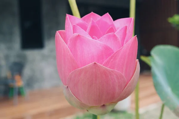 Schöne Rosa Lotusblüten Tropisch Mit Grünen Blättern — Stockfoto