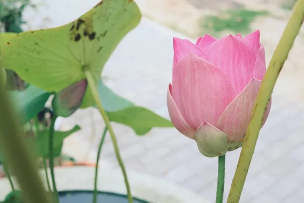 Schöne Rosa Lotusblüten Tropisch Mit Grünen Blättern — Stockfoto