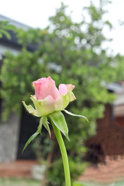 Belle Fleurs Roses Douces Fleurissent Nature Tropicale — Photo