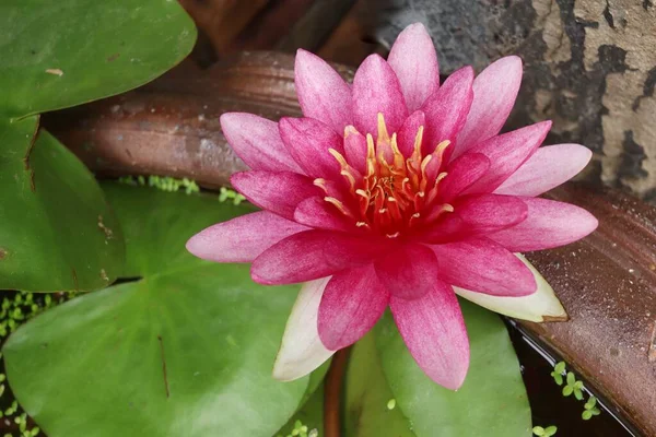 Beautiful Pink Lotus Flowers Tropical Green Leaves — Stock Photo, Image