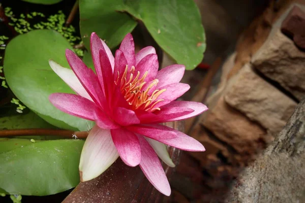 Hermosa Flores Loto Rosa Tropical Con Hojas Verdes — Foto de Stock