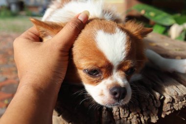 Şirin beyaz chihuahua köpek ve el hayvanlarına yakın durun.