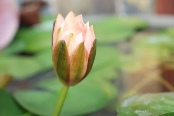 Schöne Orange Lotusblüten Tropisch Mit Grünen Blättern — Stockfoto