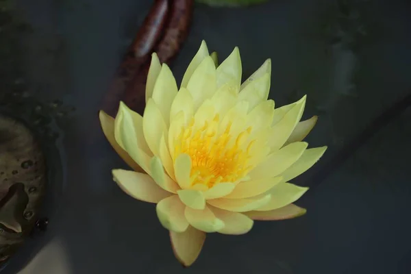 Belle Fleurs Lotus Jaune Tropicale Avec Des Feuilles Vertes — Photo