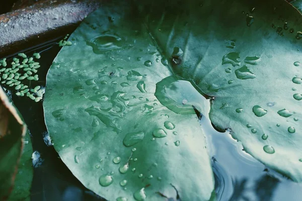 Bella Loto Verde Foglie Tropicali Pianta Goccia Acqua — Foto Stock