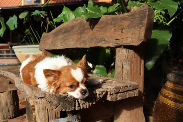 Close Animal Estimação Bonito Cão Chihuahua Branco — Fotografia de Stock