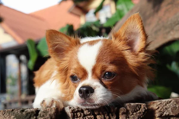 Primo Piano Simpatico Cane Chihuahua Animale Domestico Bianco — Foto Stock