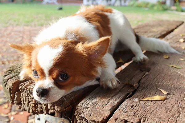 Primer Plano Lindo Perro Chihuahua Blanco Animal Compañía — Foto de Stock