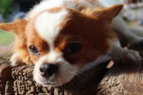 Närbild Söta Vita Chihuahua Hund Sällskapsdjur — Stockfoto