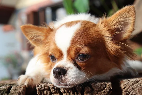 Närbild Söta Vita Chihuahua Hund Sällskapsdjur — Stockfoto