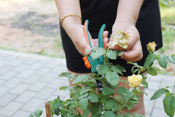 Main Femme Coupe Branche Avec Outil Cisaillement Jardin — Photo