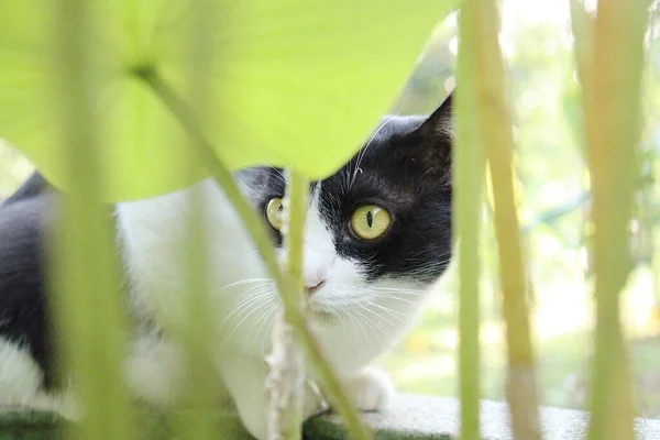 Schöne Schwarz Weiße Katze Garten — Stockfoto