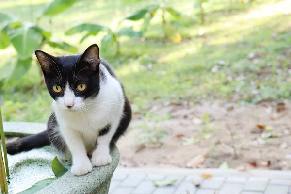 Beautiful Black White Cat Animal Garden — Stock Photo, Image