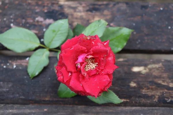 Schöne Rote Rosenblüten Mit Grünen Blättern Auf Holz Hintergrund — Stockfoto