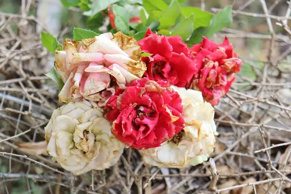 Bella Vecchi Fiori Rosa Rossa Bianca Con Ramo Essiccato — Foto Stock