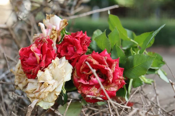 Hermosa Viejas Flores Rosas Rojas Blancas Con Rama Seca —  Fotos de Stock