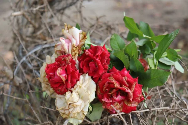 Krásné Staré Červené Bílé Růžové Květy Sušenou Větví — Stock fotografie