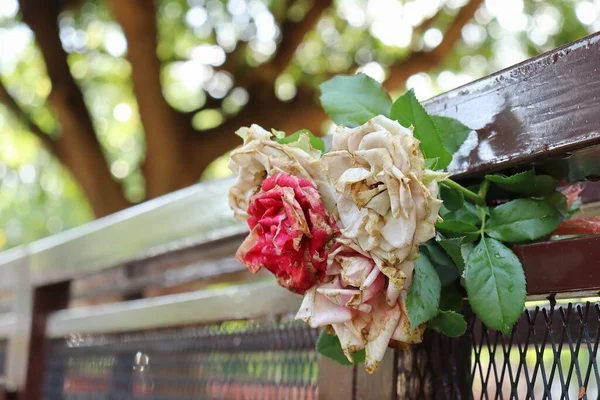 Close Van Mooie Rode Witte Roos Bloemen Met Groene Bladeren — Stockfoto