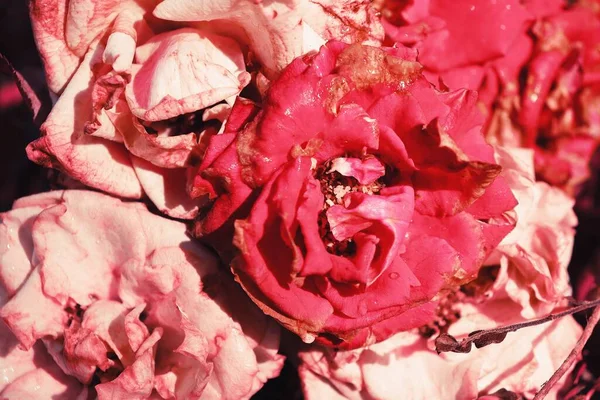 Hermosa Flores Rosas Rojas Rosas Antiguas Flora — Foto de Stock