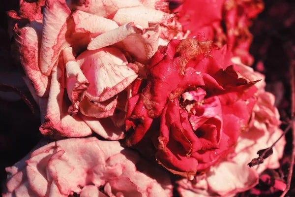 Vacker Gamla Röda Och Rosa Ros Blommor Flora — Stockfoto