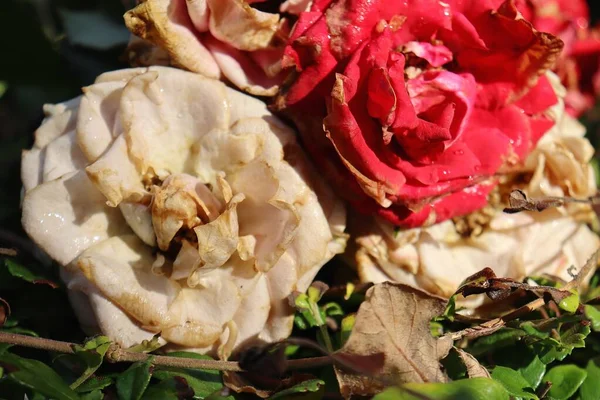 Schöne Alte Rote Und Rosa Rosenblüten Flora — Stockfoto