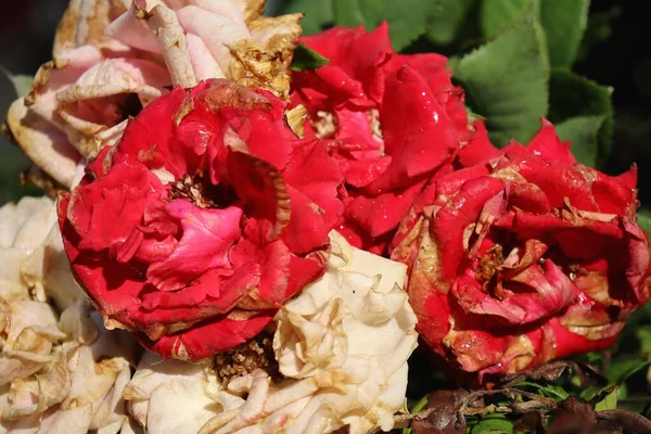 Bella Vecchi Fiori Rose Rosse Rosa Flora — Foto Stock