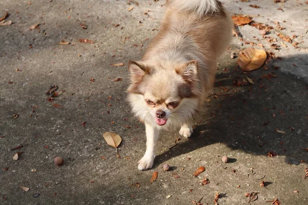 Bonito Animal Estimação Cão Chihuahua Marrom Fundo Cinza — Fotografia de Stock