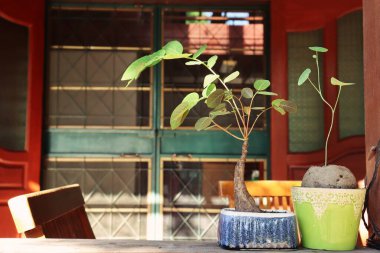 Güzel cüce bitkileri ve yeşil yaprakları kapatın.