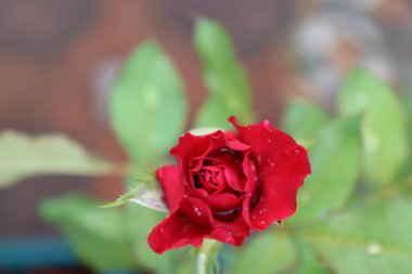 Kırmızı gül çiçekleri ve yeşil yaprakların güzelliği.