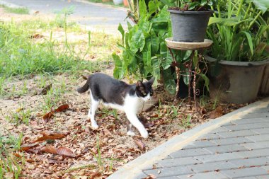 Bahçede beyazı olan siyah bir kedi.