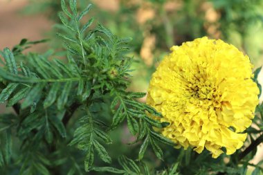 Sarı kadife çiçeğine yakın Hindistan çiçeği