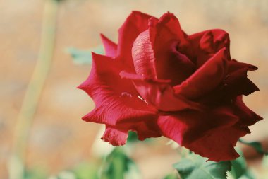 Kırmızı gül çiçekleri ve yeşil yaprakların güzelliği.