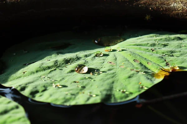 Nilüfer Yeşili Tropikal Yaprakların Güzel Bitkisi Damlası — Stok fotoğraf