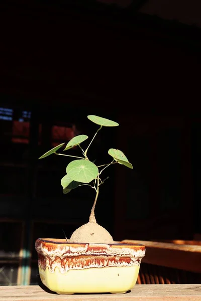 Primer Plano Hermosa Planta Enana Hojas Verdes — Foto de Stock