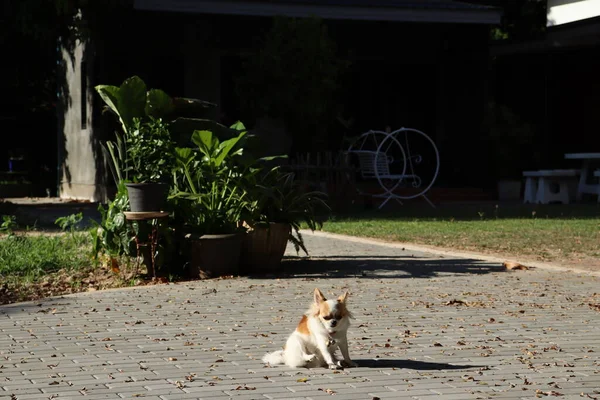 Cute Biały Brązowy Pies Chihuahua Zwierzę Domowe — Zdjęcie stockowe