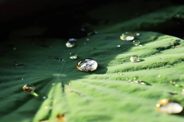 Schön Von Lotusgrünen Tropischen Blättern Pflanze Und Wassertropfen — Stockfoto