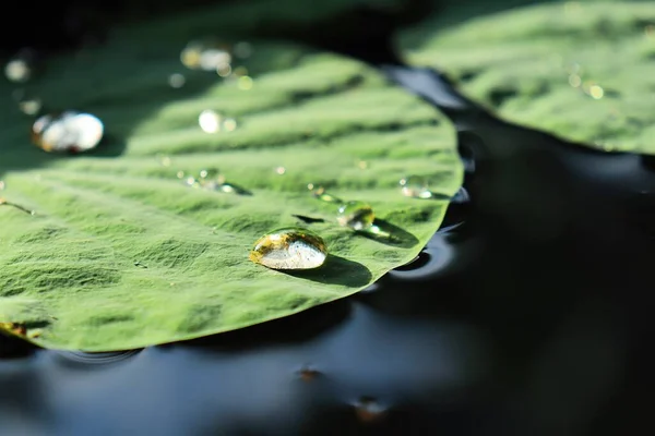 蓮の緑の熱帯の葉の植物と水のドロップの美しい — ストック写真