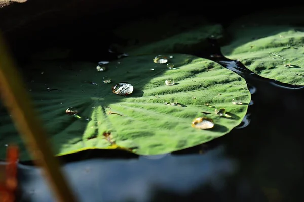蓮の緑の熱帯の葉の植物と水のドロップの美しい — ストック写真