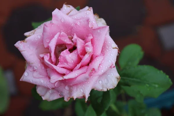 Mooi Van Roze Roos Bloemen Groene Bladeren Natuur — Stockfoto